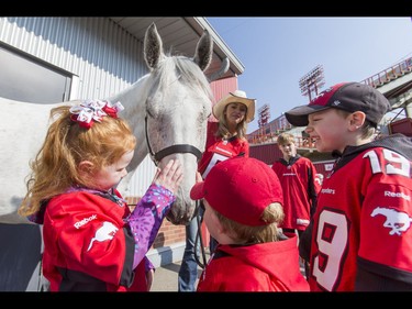 Chantel Brady (L), 5, and her brother Mitchell Brady (R), 7, join Luciano Mancini, 2, in saying high to touchdown horse Quick Six next to his rider Chelsea Drake during the Calgary Stampeders Fanfest at McMahon Stadium in Calgary, Alta., on Saturday, May 14, 2016. The event featured player autographs, a pancake breakfasts and family games. Lyle Aspinall/Postmedia Network