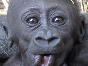 The baby gorilla born at the Calgary Zoo on March 9, 2016, has been named Kimani.