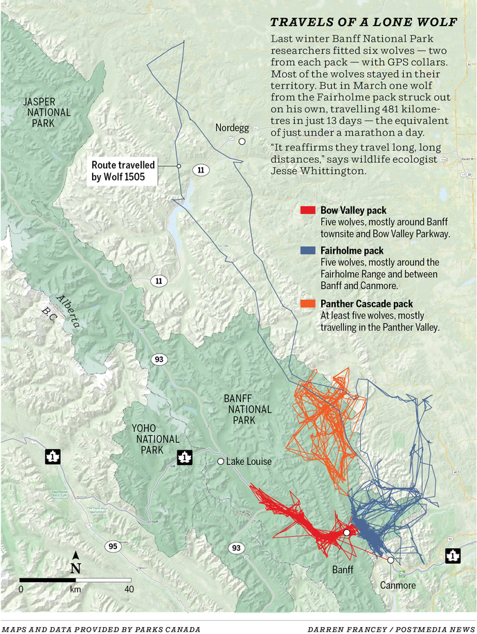 Banff wolf makes 13-day, 481-kilometre solo trek before returning to ...