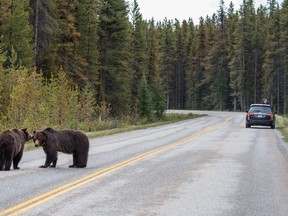 Two grizzly bears mating in Banff National Park.