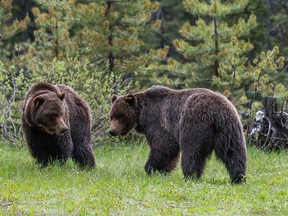 Grizzly No. 138 and No. 158 cavorting in Banff National Park on May 23, 2016.