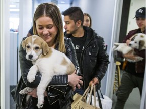 Megan Marsh, Uber marketing manager cuddles with Uber puppies Tom Brady (left) and Peyton at the Toronto Sun office in Toronto, Ont. on Thursday April 28, 2016.