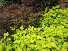 Ninebarks have different coloured leaves- Coppertina and Dart's Gold Ninebark are pictured here.