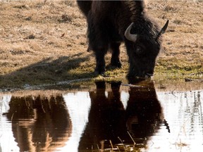 Plains bison in Elk Island National Park in March 2016.