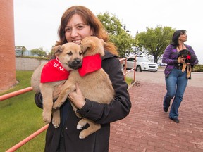 Jane Robarts, director of ARF - Animal Rescue Foundation - brings puppies to the Calgary Herald building on Thursday May 12, 2016. Uber and ARF are teaming up to raise money for ARF and the Fort McMurray SPCA by bringing puppies to businesses for 15-minute play dates.