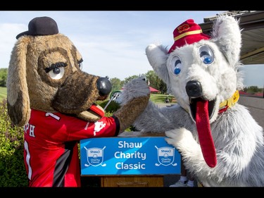 Ralph the Dog (L), the Calgary Stampeders mascot, arm-wrestles Harvey the Hound, the Calgary Flames mascot, during Shaw Charity Classic's annual Shootout at the Meadows at Canyon Meadows Golf and Country Club in Calgary, Alta., on Wednesday, May 18, 2016. The celebrity-and-media closest-to-the-pin driving contest is a precursor to the Shaw Charity Classic golf tournament set to begin Aug. 31. Lyle Aspinall/Postmedia Network