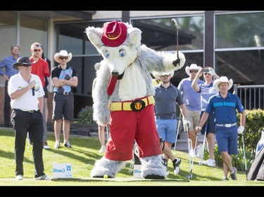 Harvey the Hound, the Calgary Flames mascot, eyes his ball after a swing-and-a-miss during Shaw Charity Classic's annual Shootout at the Meadows at Canyon Meadows Golf and Country Club in Calgary, Alta., on Wednesday, May 18, 2016. The celebrity-and-media closest-to-the-pin driving contest is a precursor to the Shaw Charity Classic golf tournament set to begin Aug. 31. Lyle Aspinall/Postmedia Network