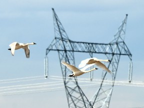 Trumpeter swans have been found dead by wildlife biologist Greg Wagner at Frank Lake directly under the power lines.
