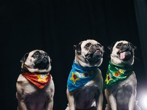 The SuperDogs show was one of the most popular attractions at the Calgary Stampede. It will not be returning this year.