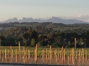 The vineyards at Raventos with Mountserrat in the background.