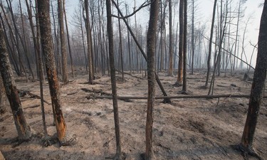 FORT MCMURRAY, AB - MAY 06:  Trees charred by a wildfire continue to smolder along along Highway 63  on May 6, 2016 in Fort McMurray, Alberta, Canada Wildfires, which are still burning out of control, have forced the evacuation of more than 80,000 residents from the town.