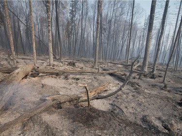 Trees charred by a wildfire continue to smolder along along Highway 63  on May 6, 2016 in Fort McMurray.