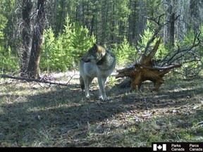 Wolf No. 1505, a young male with the Fairholme pack, travelled more than 480 kilometres in 13 days, then returned to his pack.