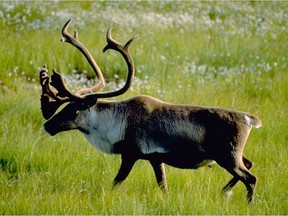 A woodland caribou bull.
