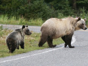 Two grizzly bears crossing a road in Alberta.