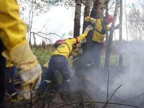 A group of 300 South African firefighters work to uproot a tree as they mop-up hot spots in an area close to Anzac, outside of Fort McMurray, Alberta on June 2, 2016.  The first convoys of weary, anxious residents returned to wildfire-ravaged Fort McMurray on Wednesday, a month after they were forced to flee the Canadian oil city due to the inferno.