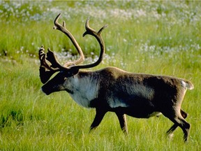 Woodland caribou populations in Alberta are declining.