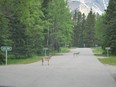Two grey wolves from the Bow Valley wolf pack at Tunnel Mountain trailer court in the morning on June 2, 2016.