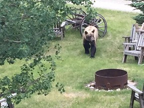 A grizzly bear wandering through Cochrane's Rolling Range Estates neighbourhood.