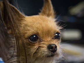 A small chihuahua spent five days in the wilderness in Banff National Park.