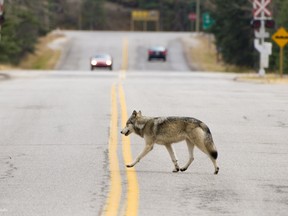 The adult female in the Bow Valley wolf pack was killed on June 7, 2016, after she became aggressive with people.