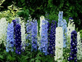 Cal 0611 winners 4  A perennial bed just wouldn't be the same without the addition of delphiniums. These perennials are hardy in our zone and will multiply year after year. The stately plant has been chosen as the Perennial of the Year by the National Garden Bureau.  Pictured is the variety Excalibur.