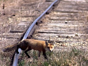 A red fox crosses a rail line near Kathyrn, Alberta.