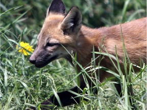 A baby fox runs in an enclosure at the Alberta Institute for Wildlife Conservation near Madden, AB, on  June 7, 2016.