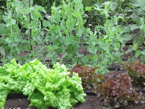 Planting smaller amounts of vegetables through the growing  season leads to a steady harvest.