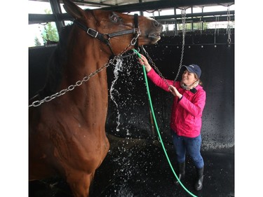 Balou gets a relaxing hose down from groom Valerie Higginson in the barn area at Spruce Meadows Friday June 10, 2016 on day three of The National. Balou belongs to rider Elena Fernandez.