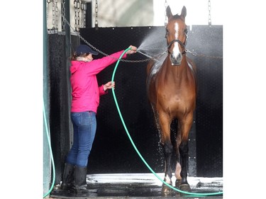 Balou gets a relaxing hose down from groom Valerie Higginson in the barn area at Spruce Meadows Friday June 10, 2016 on day three of The National. Balou belongs to rider Elena Fernandez.