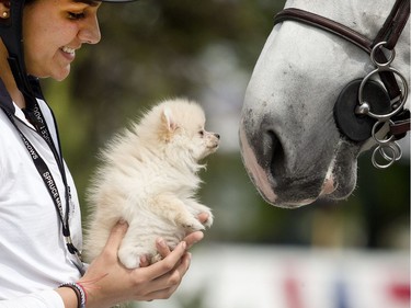 Rider Elena Fernandez introduces her friend's dog Kimchi to Hamlet, owned by Lucy Deslaurier, at Spruce Meadows Wednesday June 8, 2016 on the opening day of The National.