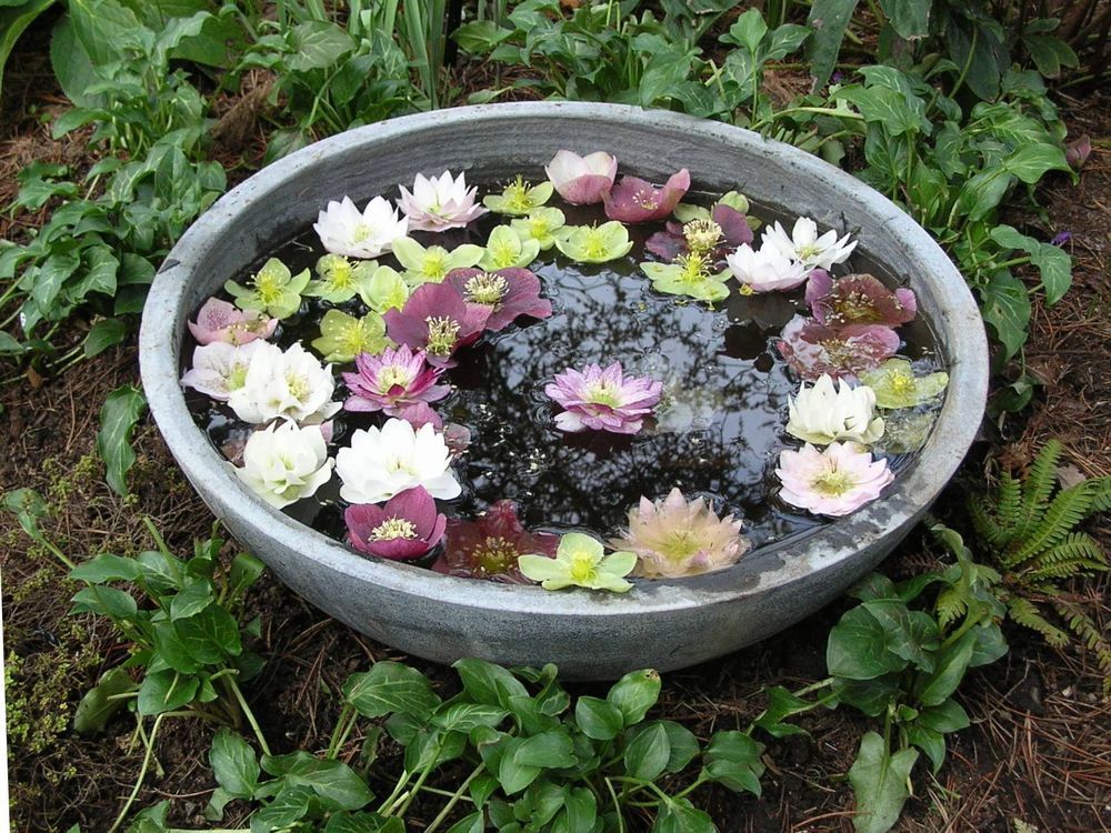 Calgary Horticultural Society Climate changes in Calgary gardening