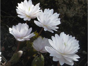 Double Bloodroot is my favourite plant with blooms in early May