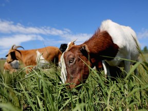 Goats munch on weeds at Confluence Park in Calgary on Tuesday, June 21, 2016, to help tackle weeds in the city.
