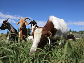 Goats munch on weeds at Confluence Park in Calgary on June 21, 2016.