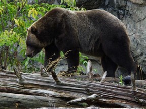 A new science film looks at the challenges of protecting iconic wildlife such as grizzly bears in a crowded landscape.