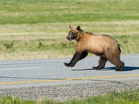 A grizzly bear crosses the Trans-Canada Highway near Calaway Park on June 4, 2016.