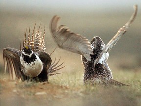 Male greater sage grouses fight for the attention of female southwest of Rawlins, Wyoming.