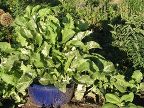 horseradish might escape so if often planted within a pot to keep it contained. Photo, Donna Balzer.