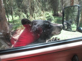 A black bear takes a look inside a vehicle in Castle Mountain campground as the driver was inside.
