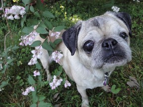 In this May 30, 2013 photo, a 10-year-old pug named Rose stands by some flowers in Silver Spring, Md. The old saying is that a dog year is seven human years, but it's not that simple. Dogs of different sizes age at different rates, with small dogs living longer and entering their senior years later. (Linda Lombardi via AP) ORG XMIT: NYLS211