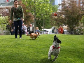 Jill Dewtie and her dog Nuska, 4, enjoy the first fenced inner-city off-leash dog area in Calgary on Thursday June 2, 2016.