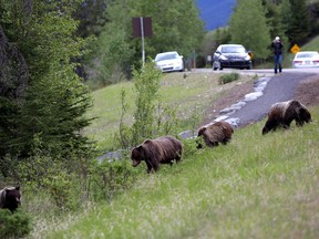 Tourists photograph Bear 64 and her three offspring as they eat grass along Vermilion Lakes Road in Banff National Park in June 2013.