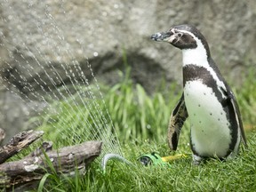 A Humboldt penguin stands near a garden sprinkler at the Calgary Zoo on Monday. Humboldt penguins, who live outdoors at the zoo, were given a garden sprinkler to help beat the 30 C heat.