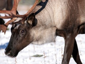 A woodland caribou from Little Smoky, taken in Jasper National Park.