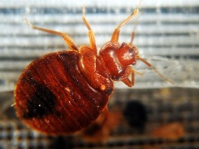 Calgary pest control experts are getting more calls for bed bug infestations.