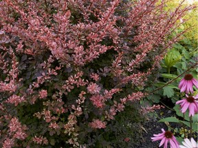 Barberry can be a nice addition to a pocket garden.