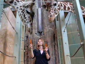 File photo: Colleen Baird, curator at the Calgary Zoo has a moment with the giraffes at the Zoo in Calgary, Alberta on November 01, 2013.