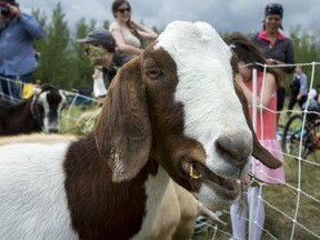 A goat munches a proffered weed at Confluence Park in Calgary, Alta., on Saturday, July 9, 2016.